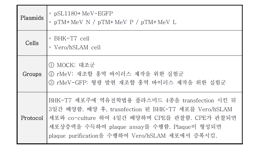 형광 발현 재조합 홍역 바이러스 제작 시도 방법