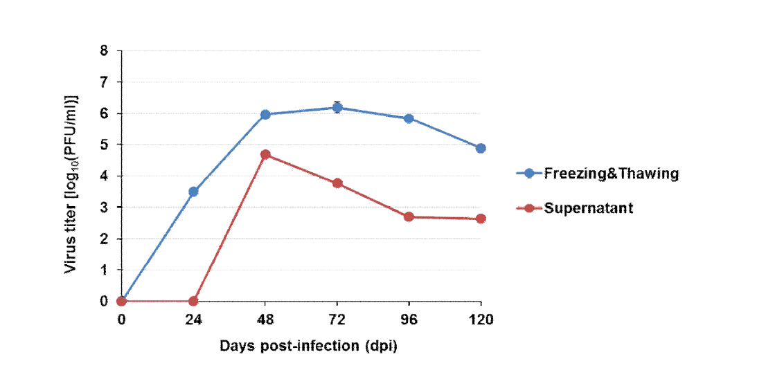 재조합 홍역 바이러스의 성장특성 분석 결과(Freezing&Thawing)
