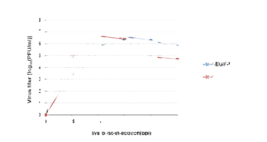 형광단백질을 발현하는 재조합 홍역바이러스의 성장특성 분석 결과