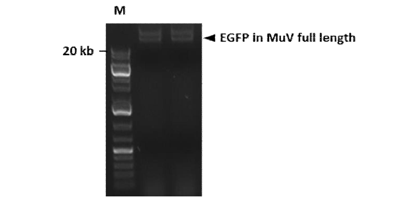 유행성이하선염 전장유전자에 EGFP 유전자의 삽입 결과