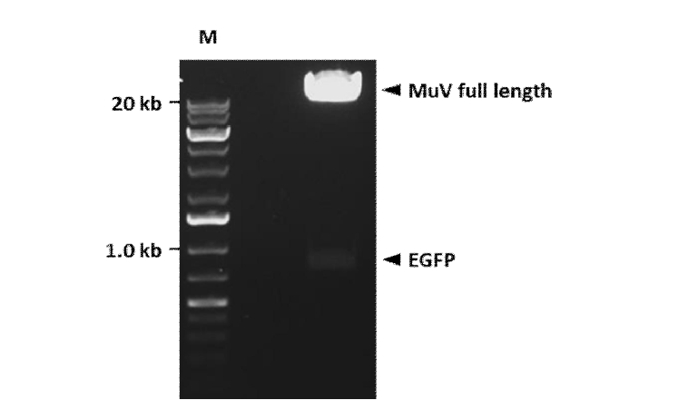 FseI 제한효소 처리를 통한 EGFP의 삽입여부 확인