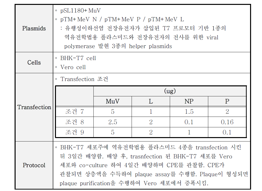 재조합 유행성이하선염 바이러스 제작 시도