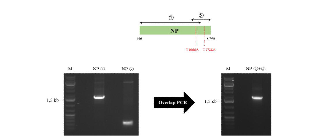 Overlap extension PCR을 통한 NP 유전자 염기서열 수정