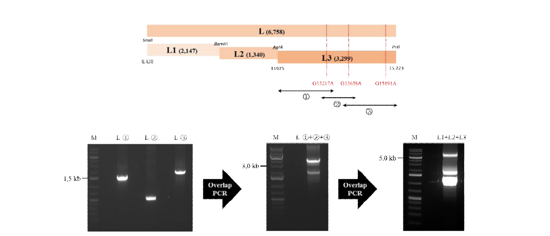 Overlap extension PCR을 통한 L 유전자 염기서열 수정