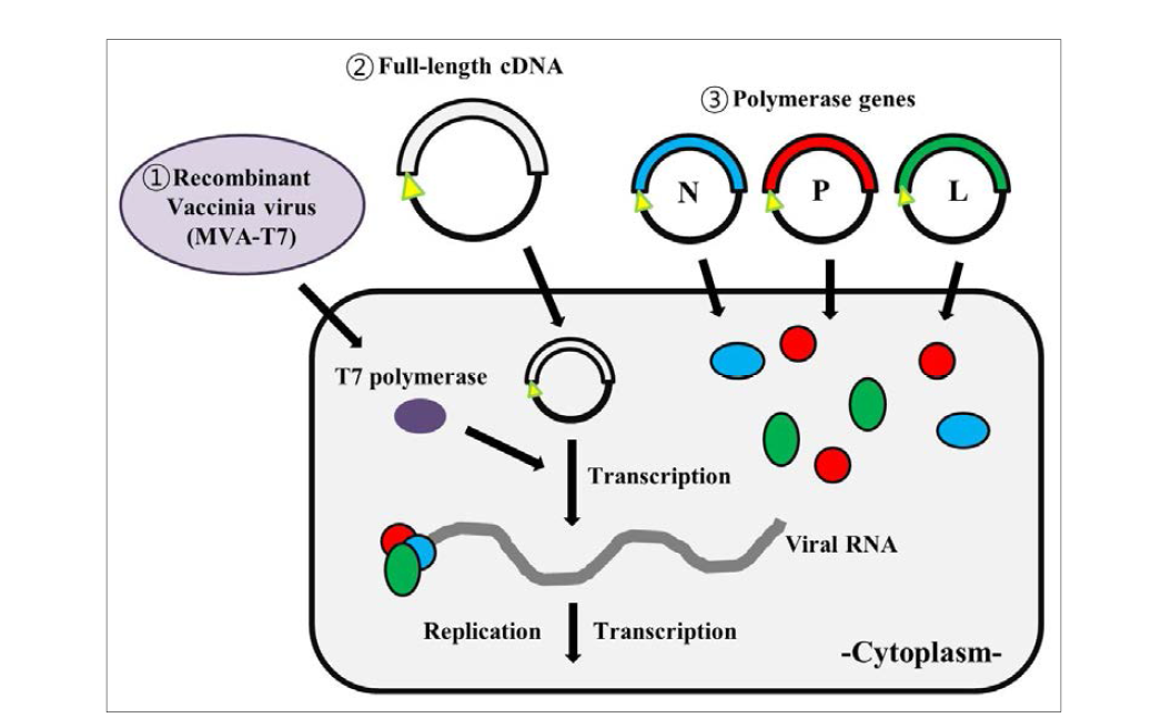 홍역 바이러스의 역유전학법의 모식도