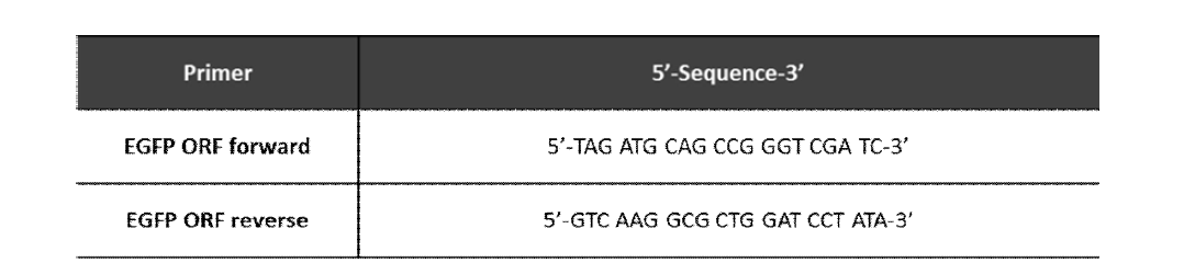 홍역 전장 유전자에 형광 유전자를 삽입하기 위한 프라이머 제작