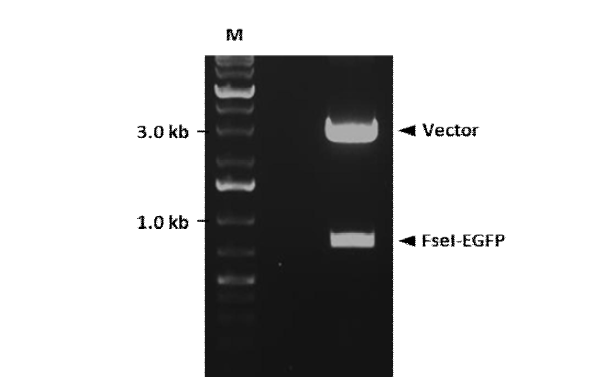 FseI 제한효소 처리를 통하여 형광 유전자의 삽입여부를 확인