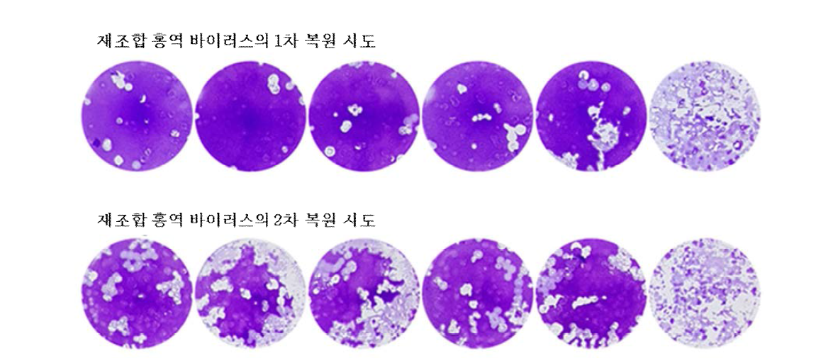 역유전학법용 plasmid transfection 후 상층액을 이용한 plaque assay 결과 - 재조합 홍역 바이러스에 의해 형성된 것으로 여겨지는 plaque의 확보