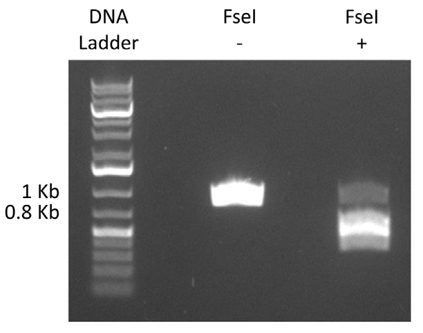 FseI 제한효소 처리 결과