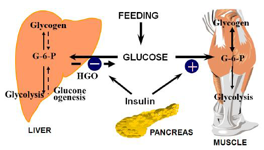 당대사(glucose metabolism)에서 인슐린의 작용