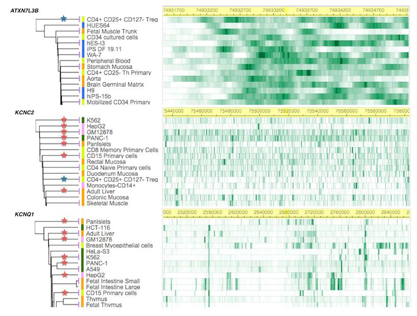 Epigenetic functional annotations using tissue-specific hierarchical clustering.