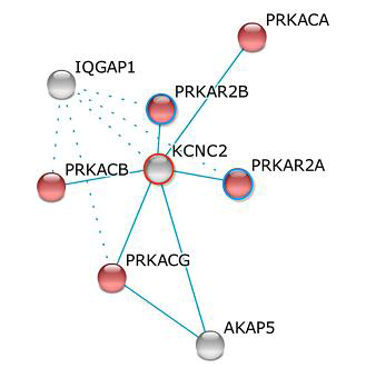 An integrative functional network in an insulin-signaling pathway.