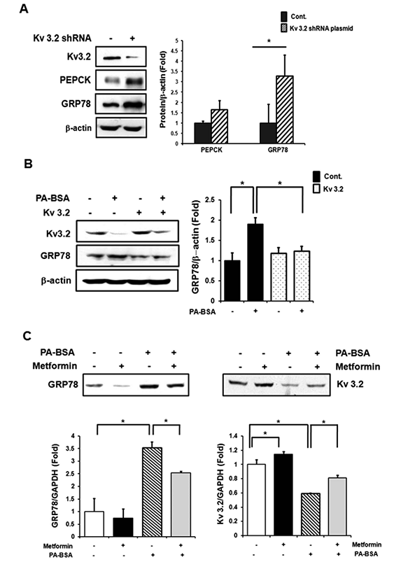 Kv 3.2 is associated with gluconeogenesis and ER stress response, and Kv 3.2 expression is increased by metformin.