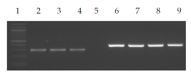 Confirmatory PCR profiles for host genome hGAPDH and hRV RNA after Benzonase treatment