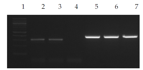 Comparison of nucleic acids hydrolysis efficiency between DNase I or MNase treatment