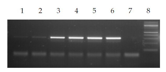 Determination of optimal concentration for MNase treatment to hGAPDH