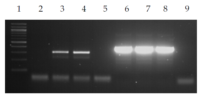 Determination of treatment time for MNase to hGAPDH