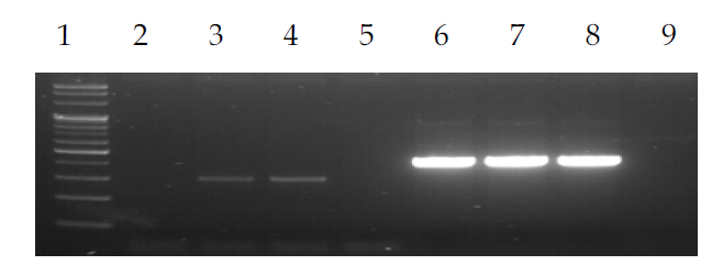 Removal of hGAPDH after MNase treatment from adenoviral supernatant cultured with the A549 cells