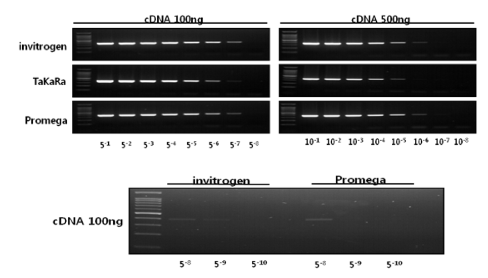 Comparison of cDNA synthesis efficiency for 4 kinds of the reverse transcriptases