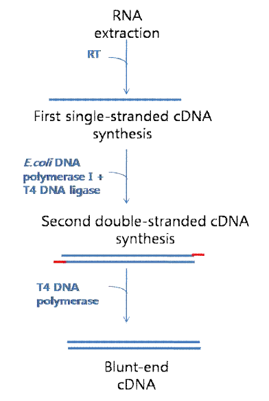 Schematic diagram of SISPA strategy