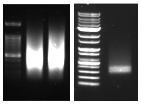 Gel electrophoresis profile of SISPA (left) and confirmatory PCR of SISPA product using A/B linker primers (right)