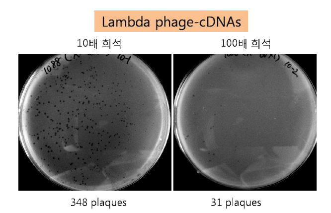 Plaque formation after packaging of phage-hRV cDNA library using the Gigapack