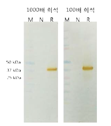 Western screening for determination of dilution factor (X100) of positive antisera against hRV-23