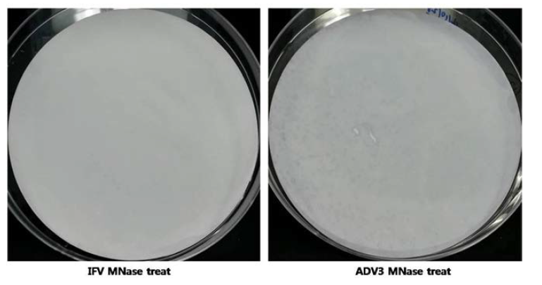 Immuno-screening for determination of positive antisera against IFV and ADV3