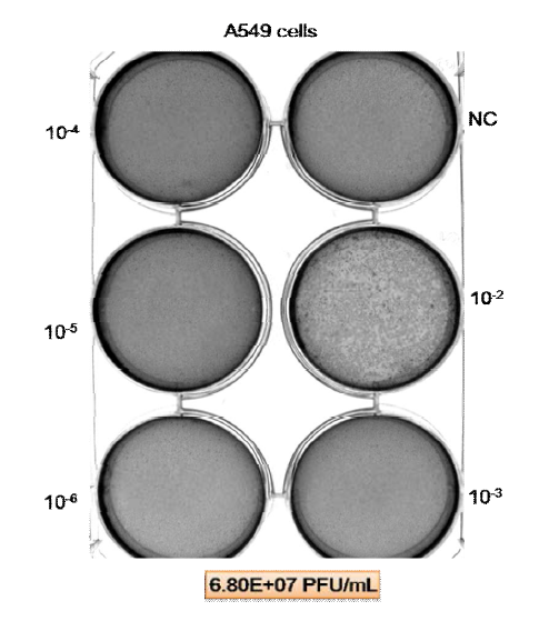 Plaque assay of hAdV3 in A549 cells