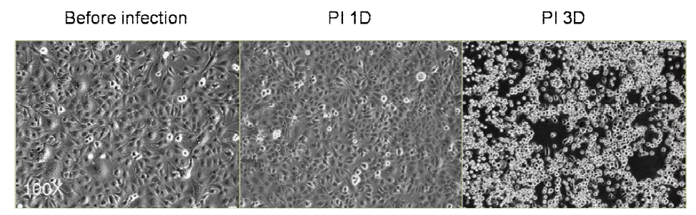 Replication of mouse-adapted influenzavirus A in MDCK cells