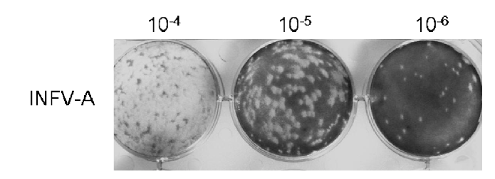 Plaque assay of mouse-adapted influenzavirus A