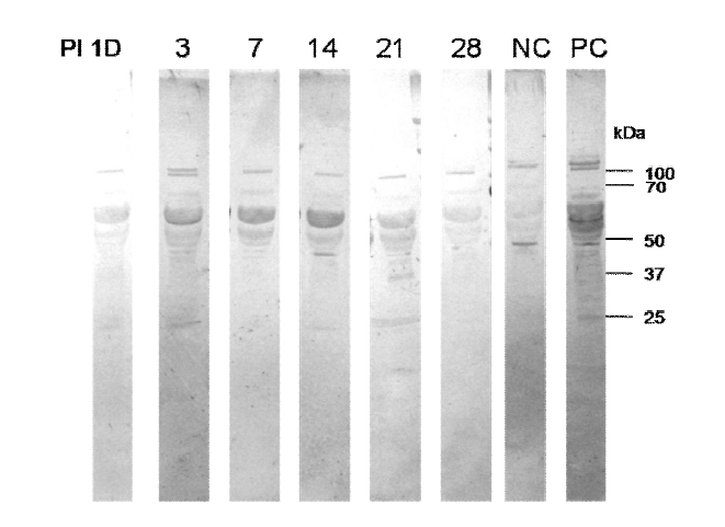 Western blot result using IgM in mice sera infected with hAdV3