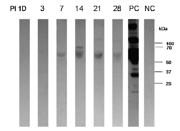 Western blot result using IgG in mice sera infected with hAdV3