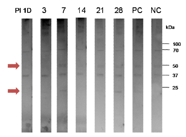 Western blot result using IgM in mice sera infected with mouse-adapted IFV