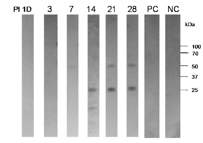 Western blot result using IgG in mice sera infected with mouse-adopted IFV