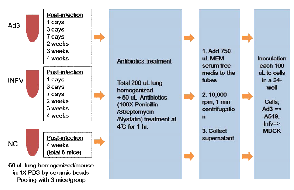 Virus isolation test of each samples harvested on indicated post-infection time