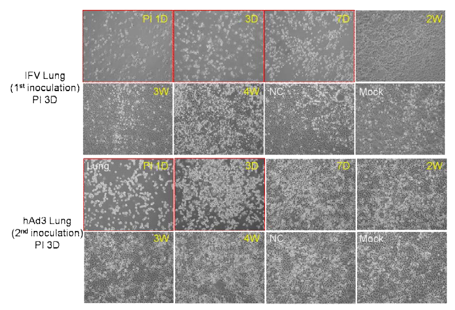 2nd inoculation of mice lungs infected with hAdV3 and IFV