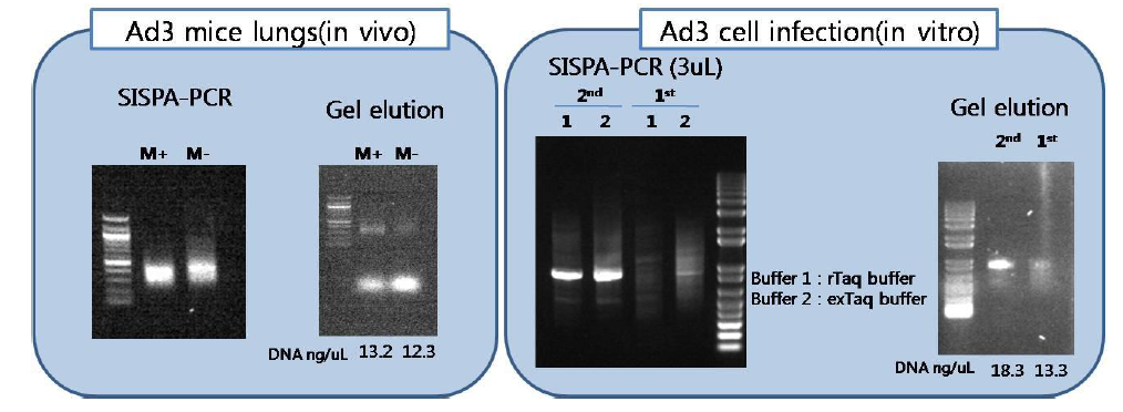 Gel electrophoresis profile of SISPA and confirmatory PCR of SISPA product using A/B linker primers