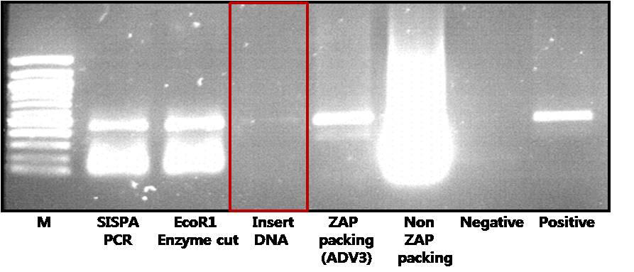 Confirmation of ADV3 viral cDNA in the SISPA-PCR product