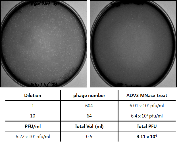 Plaque formation after packaging of phage-ADV cDNA library using the Gigapack