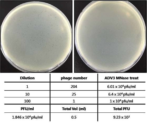 Plaque formation after packaging of phage-ADV cDNA library using the Gigapack