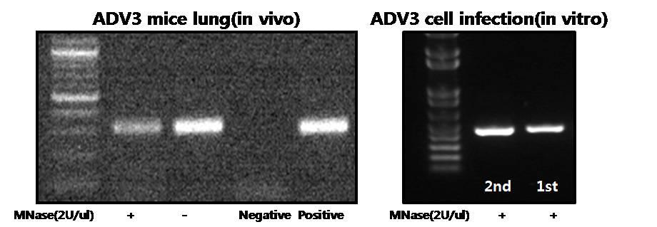 Confirmation of ADV3 viral cDNA in the SISPA-PCR product