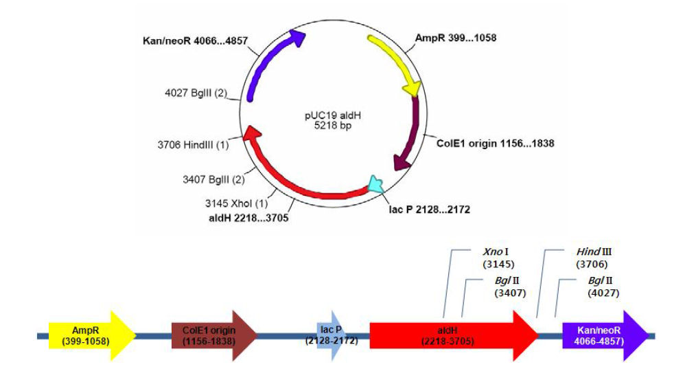 aldH 유전자 염기서열이 포함된 재조합 발현벡터 구성