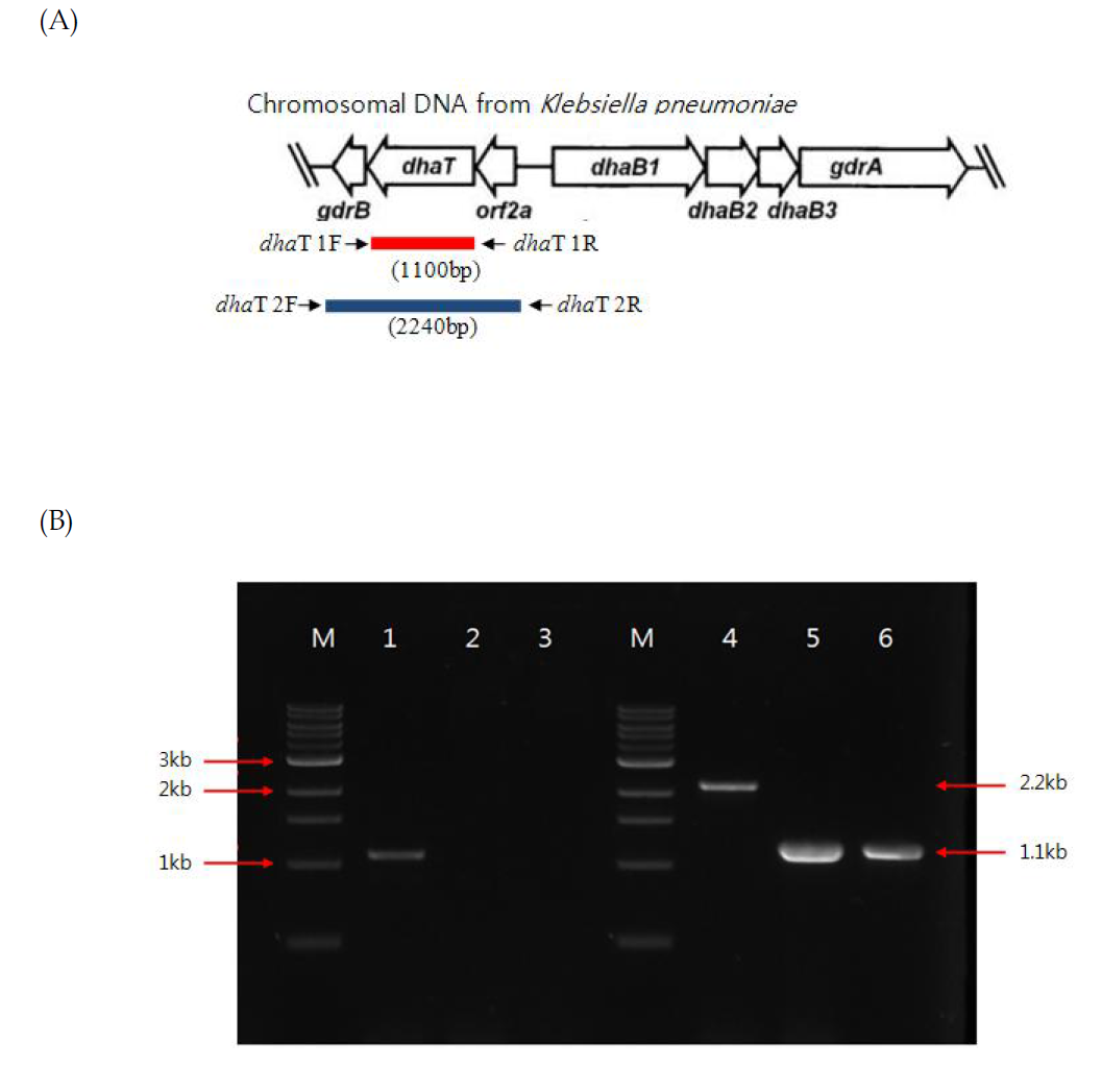 PCR을 이용한 유전자변형 Klebsiella pneumoniae 내 결실유전자 (dhaT) 확인