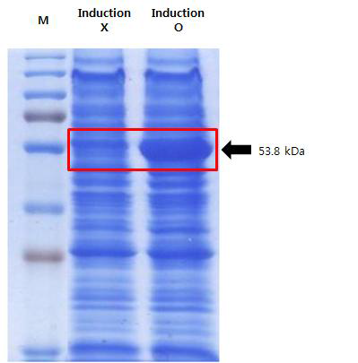 유전자변형 Klebsiella pneumoniae[∆dhaT+pUC19(aldH)]의 ALDH 단백질 발현