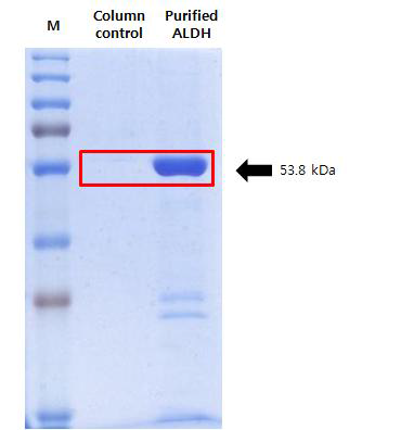 유전자변형 Klebsiella pneumoniae[∆dhaT+pUC19(aldH)]의 ALDH 단백질 정제