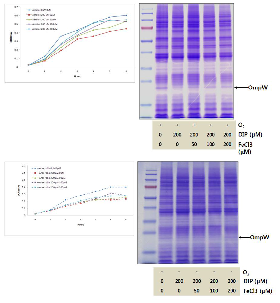 Effect of Chelator on iron content, growth, and OmpW pretein expression of 2457T strain