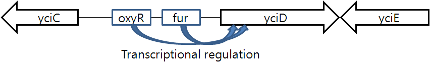 Model of Fur and OxyR regulation of OmpW expression