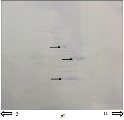 Immuno-proteomic screening by Collagen IV