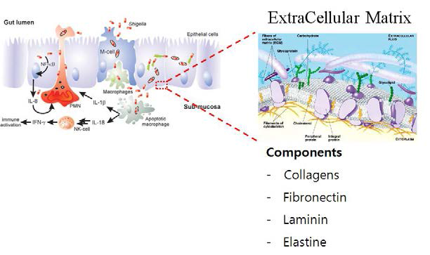 Cellular pathogenesis of shigella spp. and Extracellular matix components